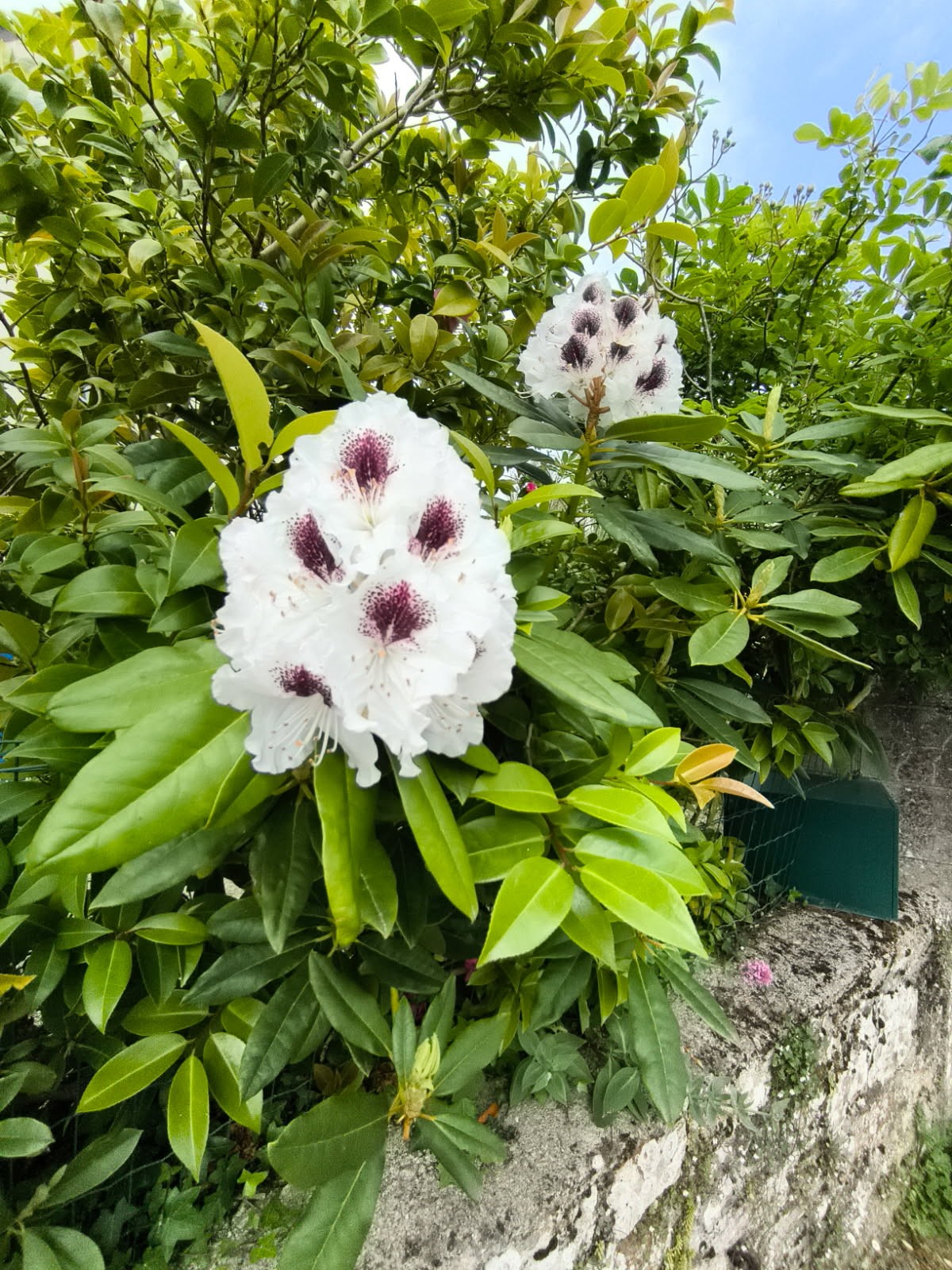 Img 20250505 111008