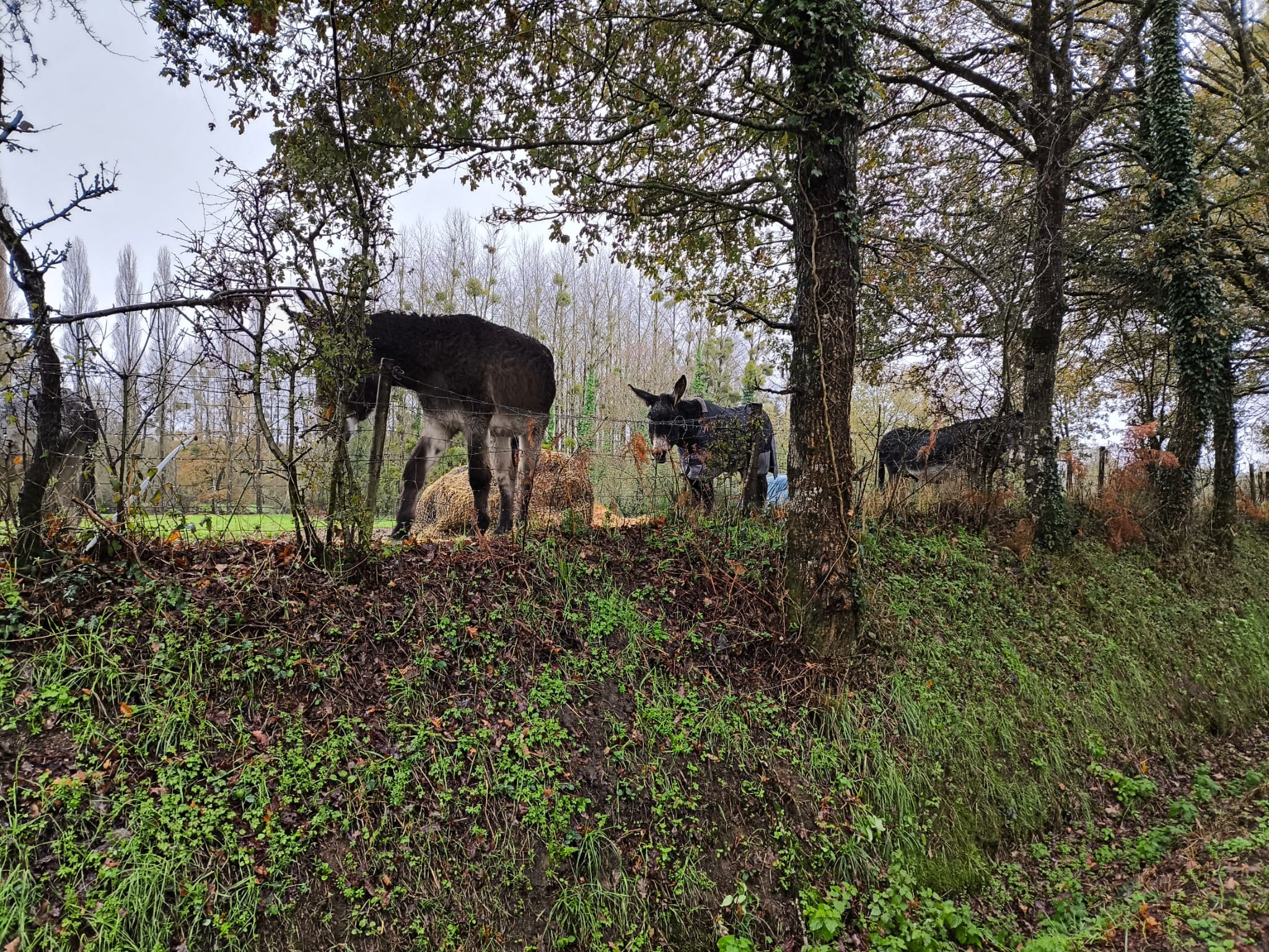 6c6ac992 70e1 4554 913f 68a38f7e0ff3