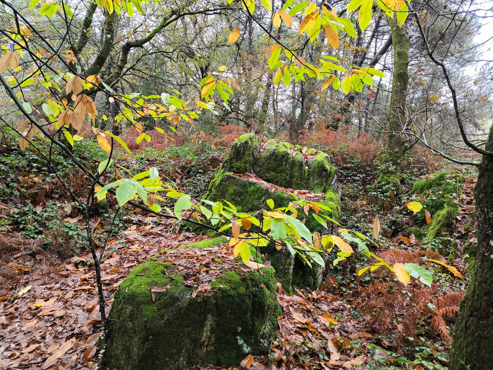 Cd0c9a9a 433b 4f1a aa0d 4120562d4702